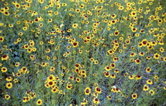 さて、なんという花なんでしょうか。（苦笑