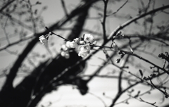 サクラロードの桜を撮る