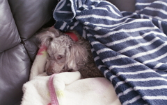 囚人服に包まれて