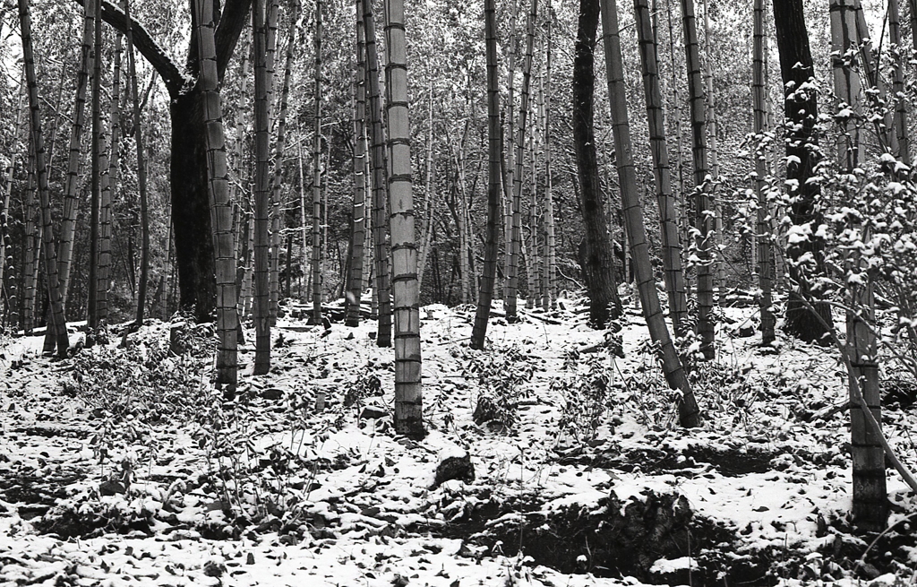 白い地面の竹林