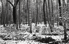 白い地面の竹林