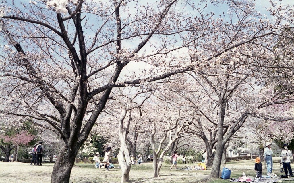 桜に賑わう人々