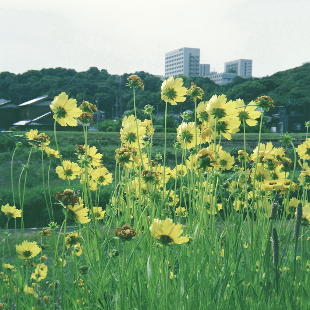 そっぽ向く大金景菊（笑