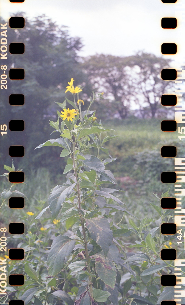 名も知らぬ花を撮り…そして歩き続ける。