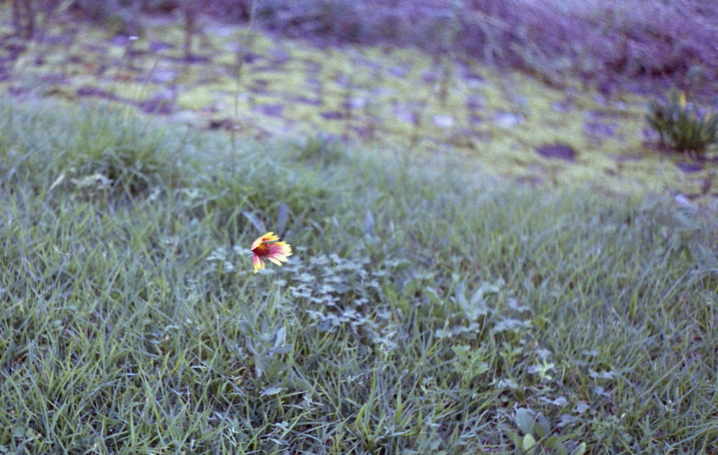 風に棚引く一輪の花