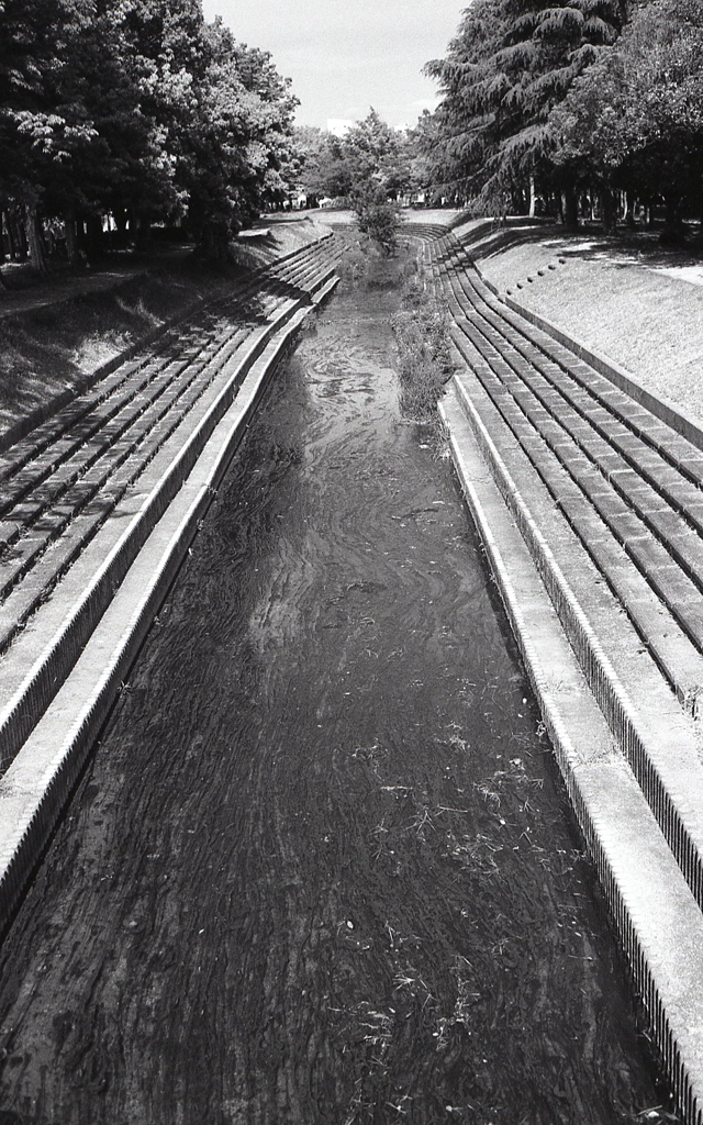 川藻がいっぱいな八田川