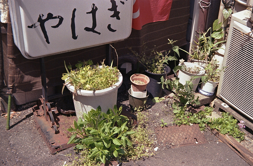 おぎはどうした？　～円頓寺・那古野