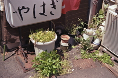 おぎはどうした？　～円頓寺・那古野