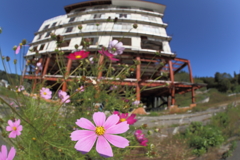 献花のように咲く花