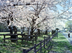 桜を撮る妹夫婦