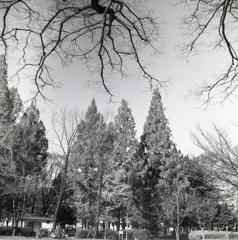 志賀公園のメタセコイア