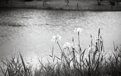 雨の菖蒲は美しい