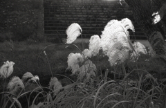 西日のきらめき