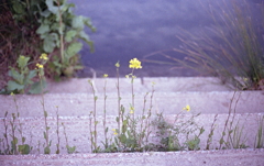 健気に…春に…