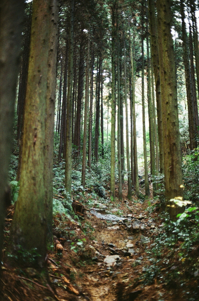 杉木立の山道～2011年11月撮影