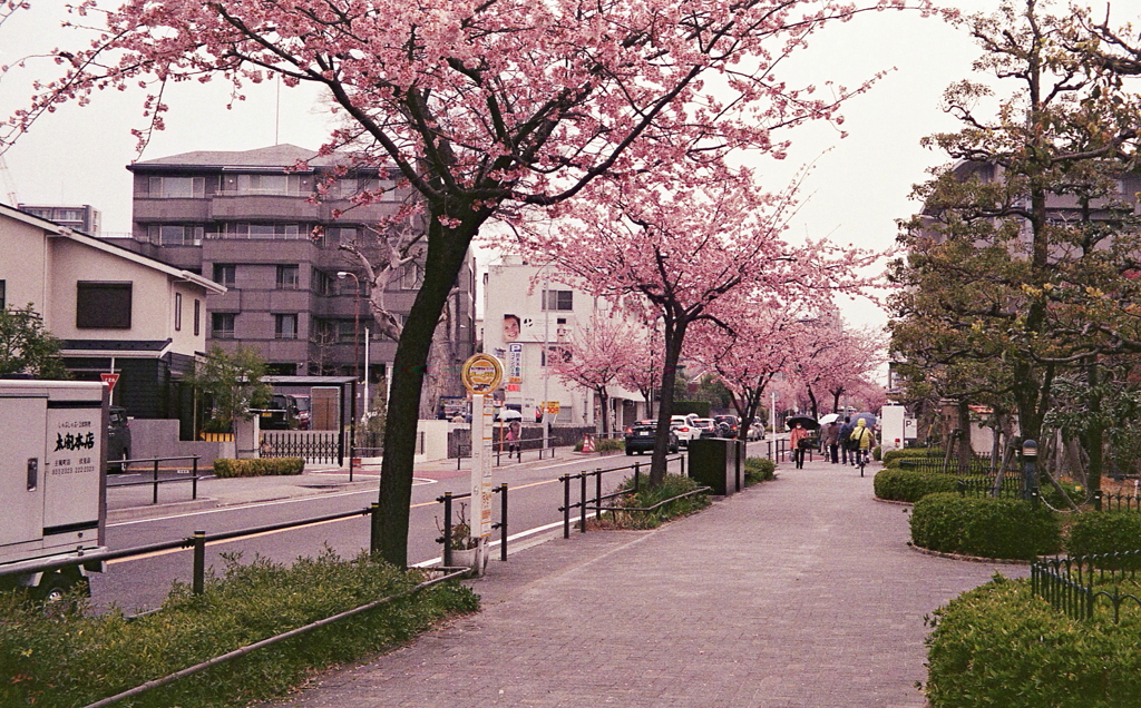 桜の通り