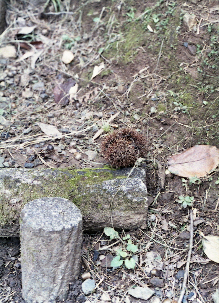 棒杭階段の空栗のイガ