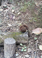 棒杭階段の空栗のイガ