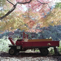 紅葉の下に作業車