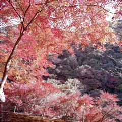 廃線のべに紅葉