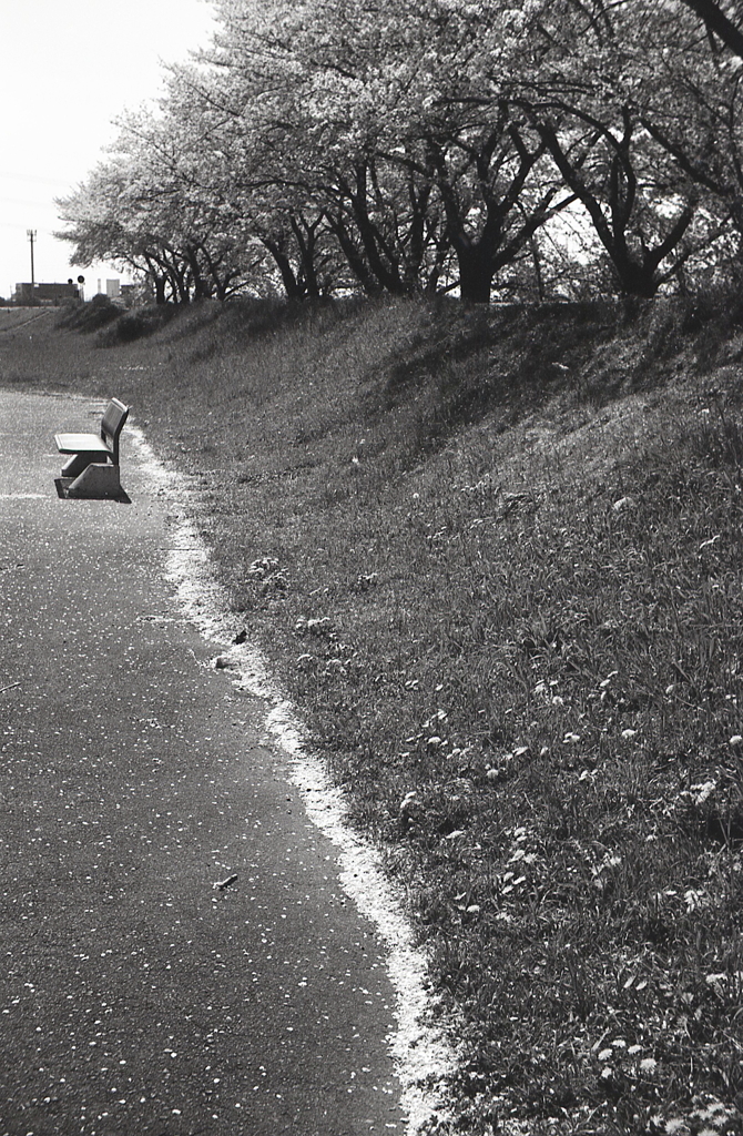 土手のたんぽぽも咲いていた。