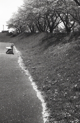 土手のたんぽぽも咲いていた。