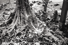2022年1月14日植物園での写真日記　NO.5