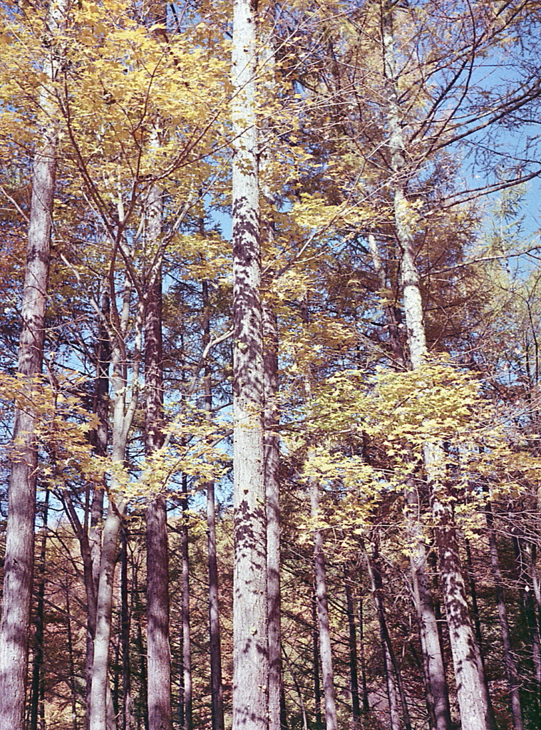 ハーフのPENでも撮ってみた。