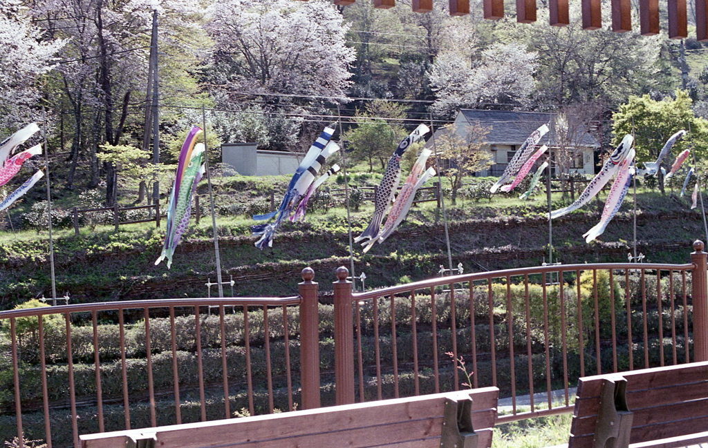 今日は五月五日の子供の日ですね。