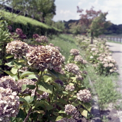 紫陽花の最終章