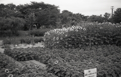 ひまわり園のスリーショット