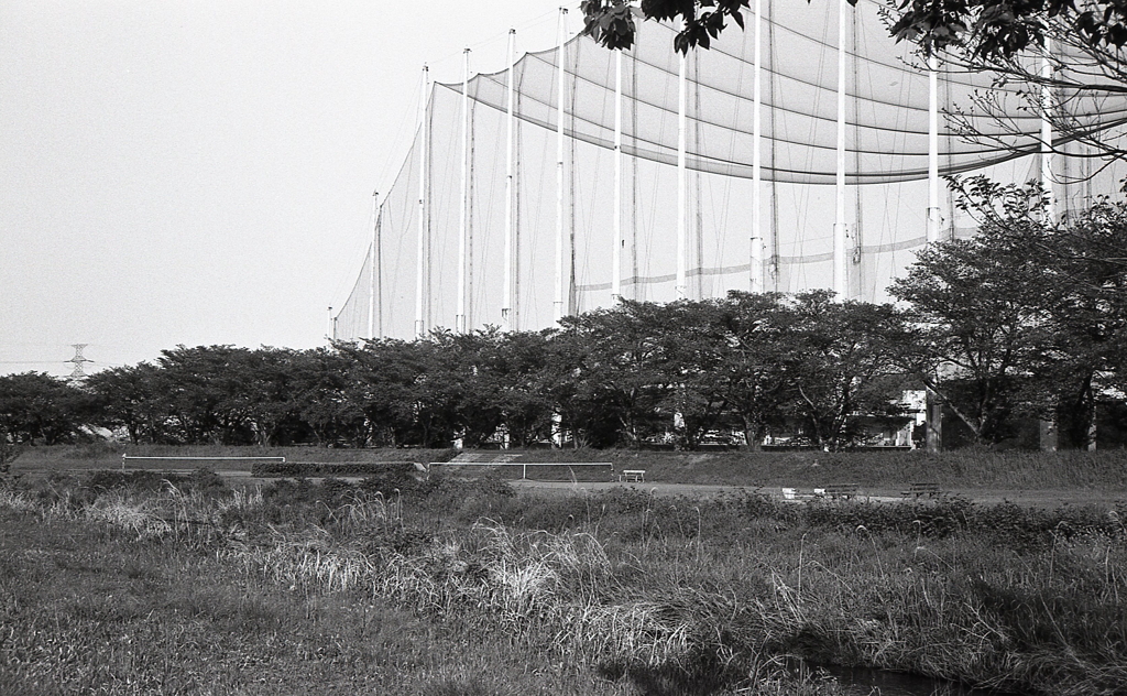 桜並木も緑色に