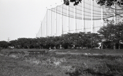 桜並木も緑色に