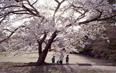 桜の下で…母と子
