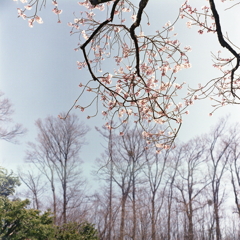 御代田の桜