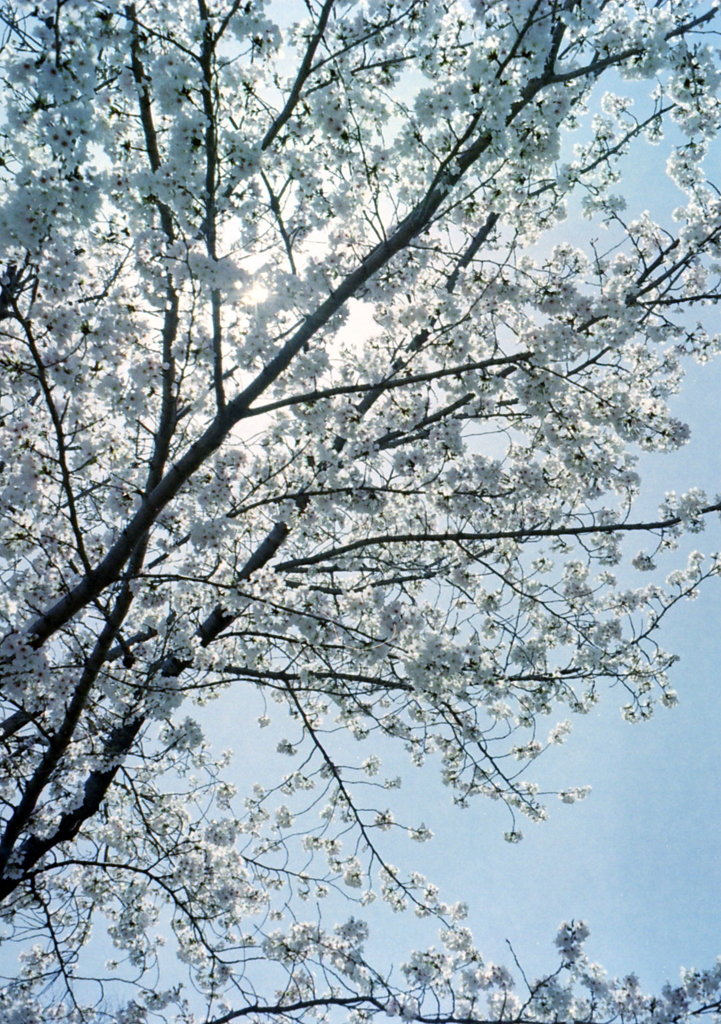 PEN EEで王子の桜Ⅹ