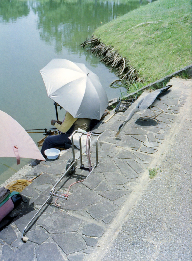 小魚をもらう鷺