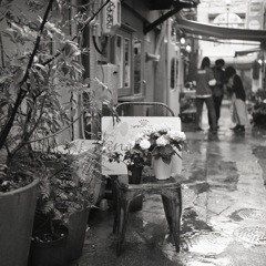 小雨に輝く椅子の花々