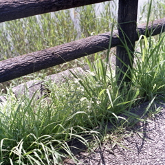 池柵のハルジオン