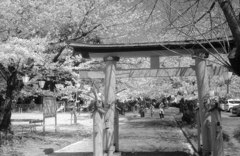 坂下神社の桜