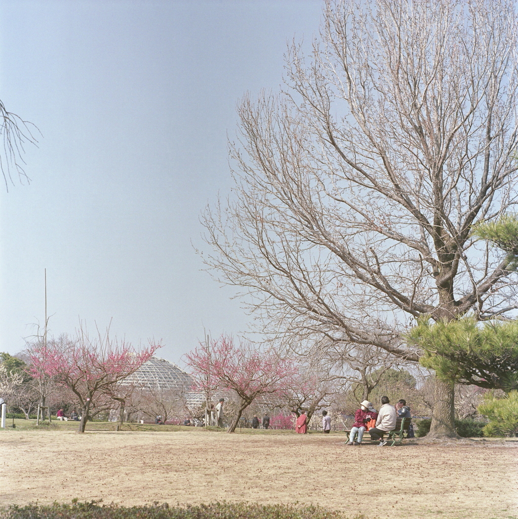 青空に春を愛でる
