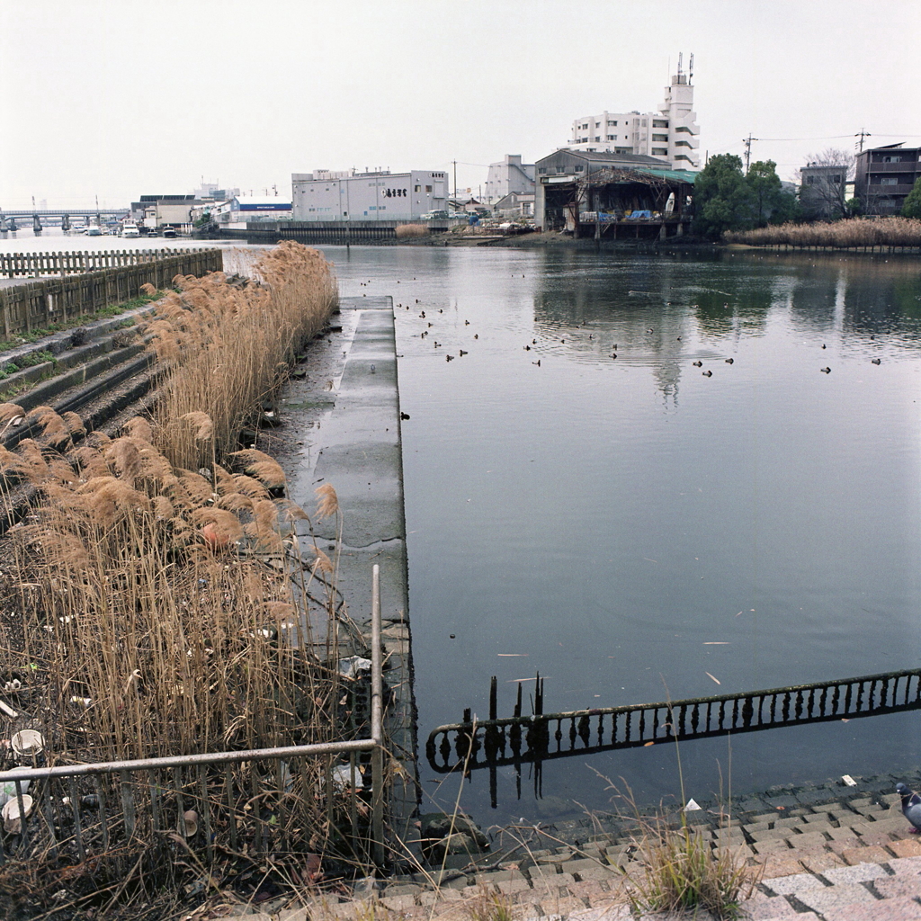 海鳥のいる風景