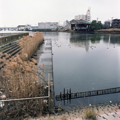 海鳥のいる風景 海鳥のいる風景