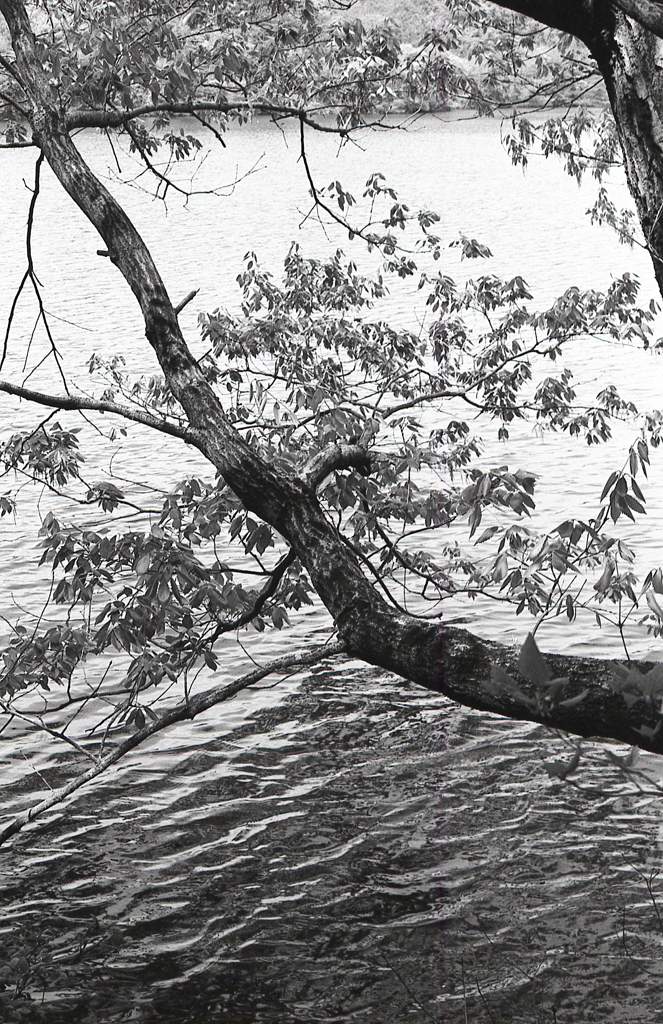 湖面に伸びる樹木