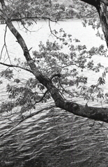 湖面に伸びる樹木