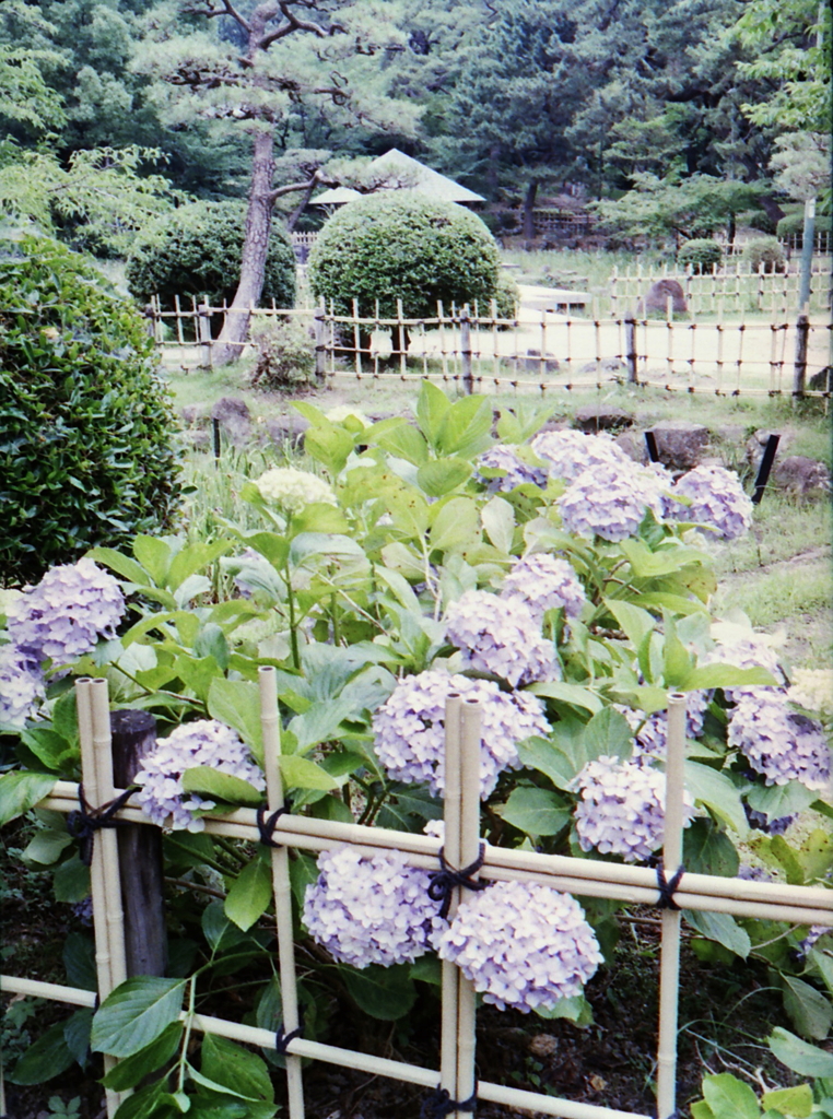 竹垣と紫陽花