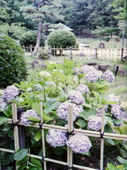 竹垣と紫陽花