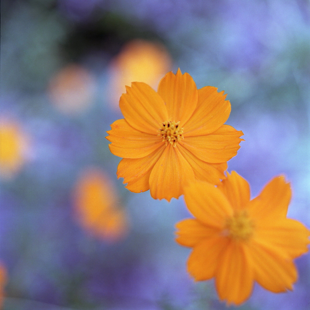 ベンチに咲く花々