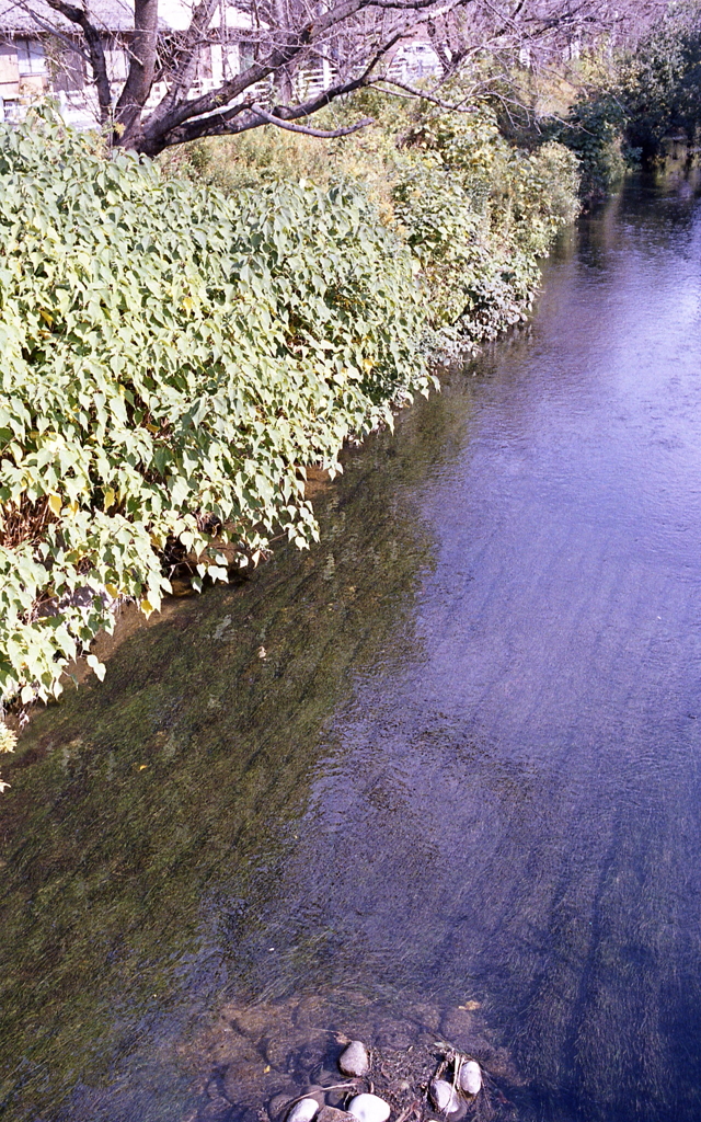 川面に映る揺れる水草