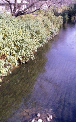 川面に映る揺れる水草